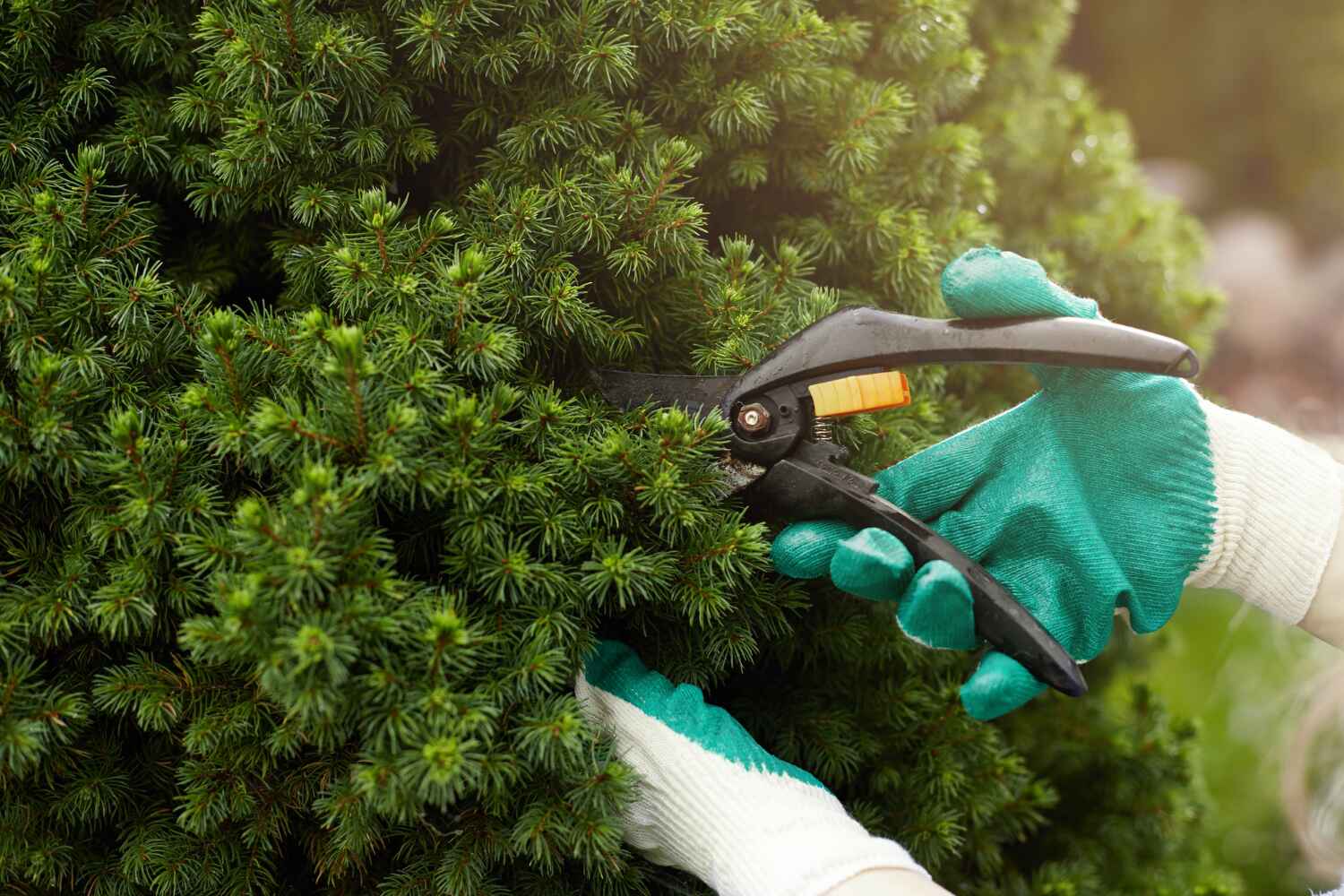 Trusted Twain Harte, CA Tree Service Experts